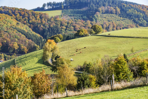 colorful trees with leaves in fall at low mountain range sauerland, germany photo