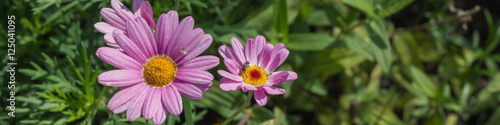 Bunte Blumen im Park 