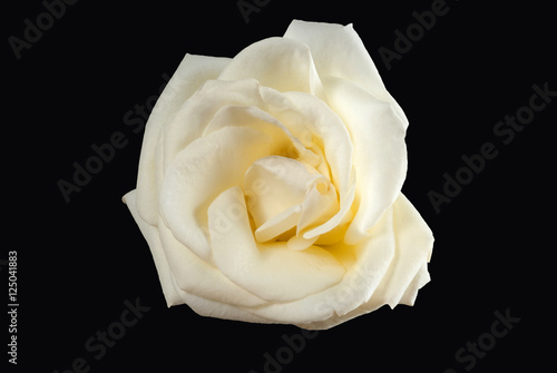 The white rose petals, bending, faint white slightly yellow