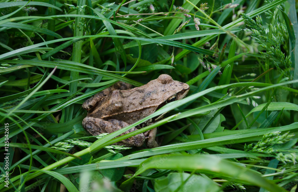 European common brown frog in grass (Rana temporaria) European common brown frog in grass (Rana temporaria)