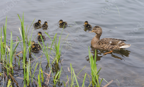 Duck family with ducklings swimming on the river © aliagreen