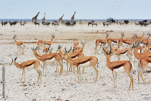 Springböcke, Giraffen und Oryx im Etosha Nationalpark