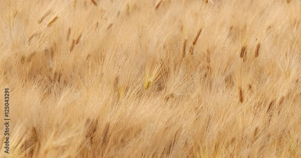 Focusing and moving camera at wind Ripe barley on the field in nature
Focusing and moving camera at wind Ripe barley on the field in nature
