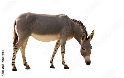 Somali wild donkey