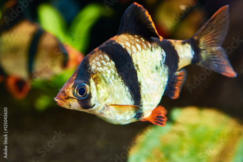 Aquarium fish - barbus puntius tetrazona