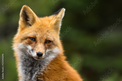Red Fox - Vulpes vulpes, close-up portrait with bokeh of pine trees in the background. © rtaylorimages