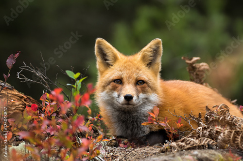 Red Fox - Vulpes vulpes. Laying down in the colorful fall vegetation. Making eye contact.