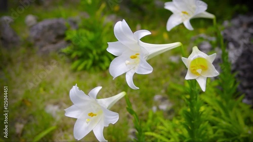 揺れるユリの花