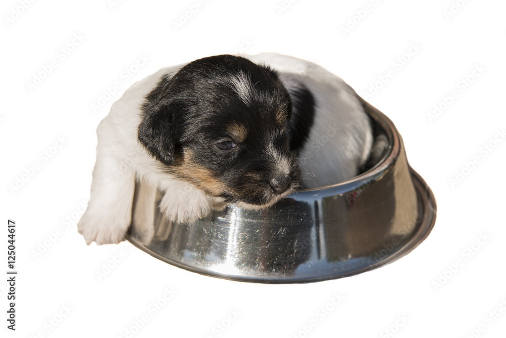 20 days old puppy food deals