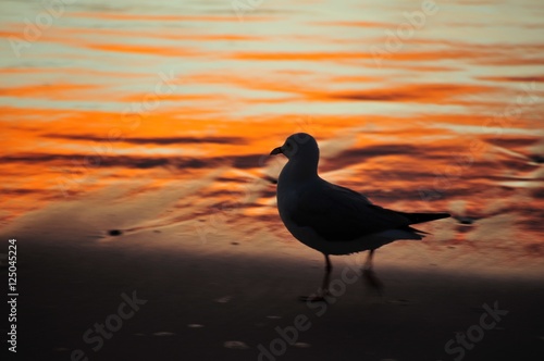 seagull on beach at dawn