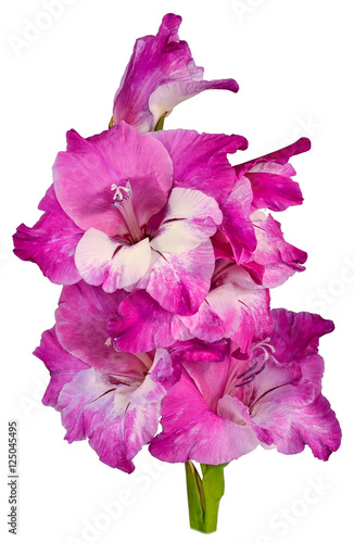 Fototapeta Naklejka Na Ścianę i Meble -  gladiolus purple 1