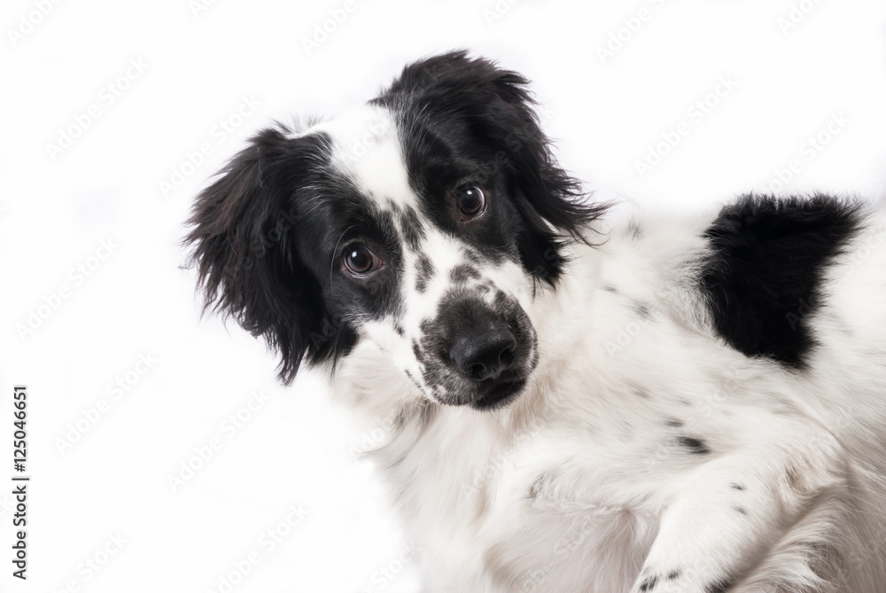 English Cocker Spaniel Puppy. English Cocker Spaniel Puppy.