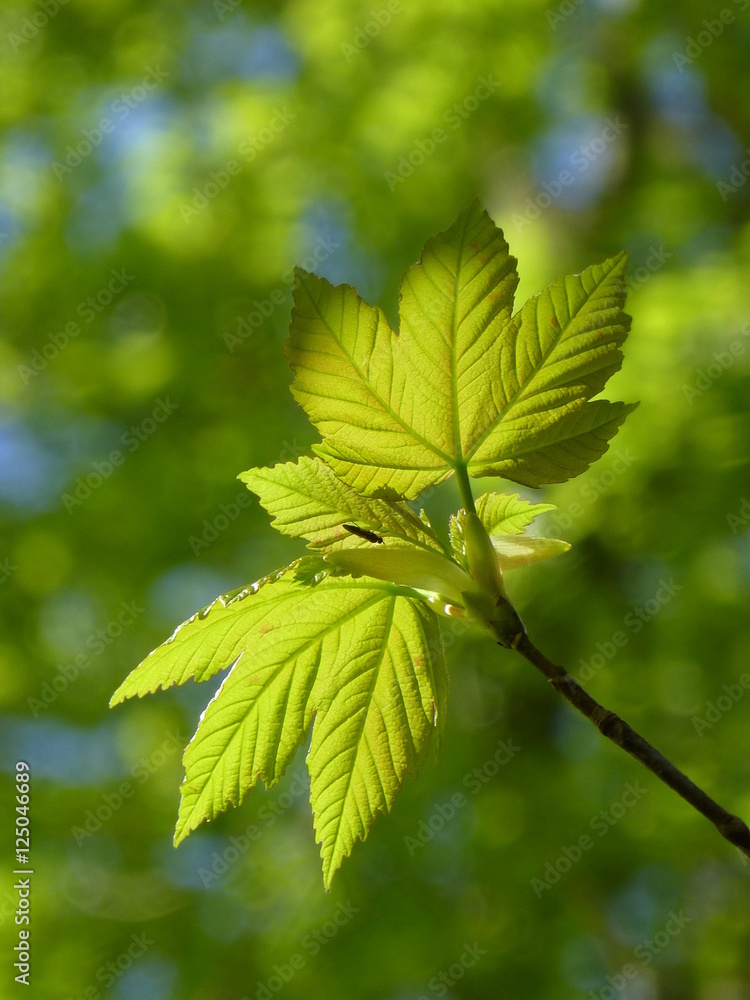 Sycamore leaves backlit by early morning sunshine in Springtime, with canopy of trees in the background Sycamore leaves backlit by early morning sunshine in Springtime, with canopy of trees in the background