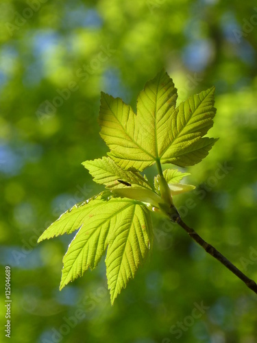 Sycamore leaves backlit by early morning sunshine in Springtime, with canopy of trees in the background