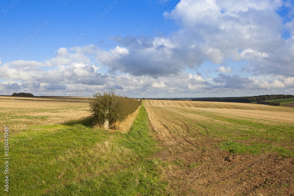 Fototapeta premium harvested fields