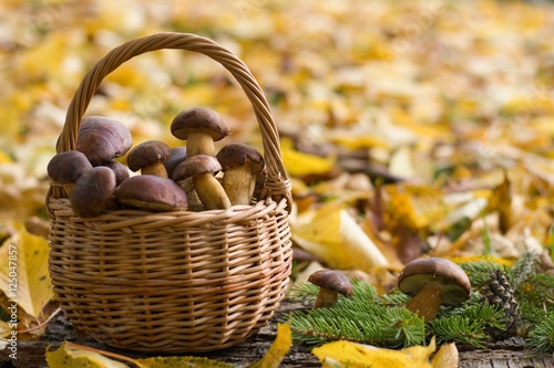 Wicker basket full of wild mushrooms lying in fallen autumn leaves. Autumn color tones.