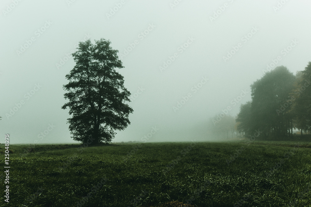 Fototapeta premium Nebel am morgen