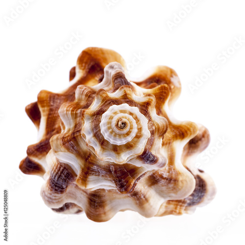 Single sea shell of horse conch isolated on white background