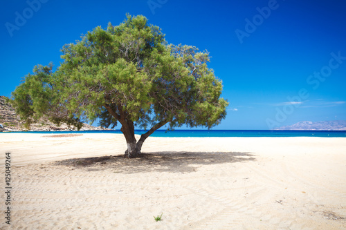 Tree on the Beach © Michael