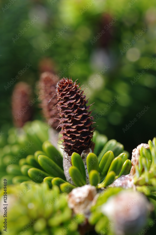 Cone shrub/tree UK