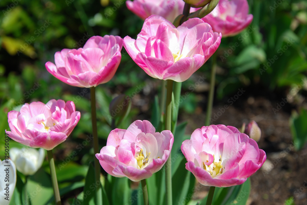 Group of beautiful pink tulips
