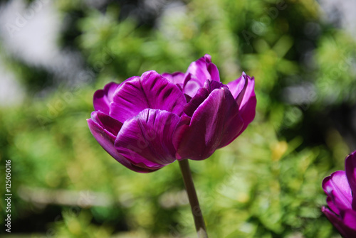 Beautiful purple tulip