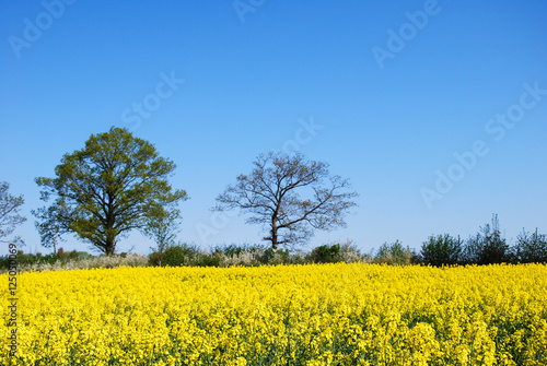 Trees by yellow field