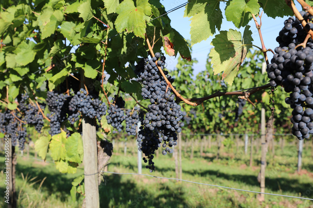 © Benshot - Weinberg in Baden-Württemberg. Deutschland