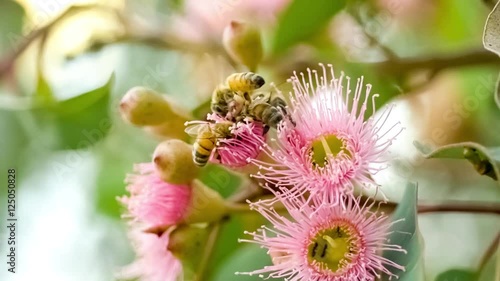 Pretty pink marri gum flowers with worker honey bees and nectarivore ants crawling into the center assisting with pollination