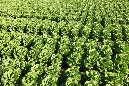 Field of Cabbage