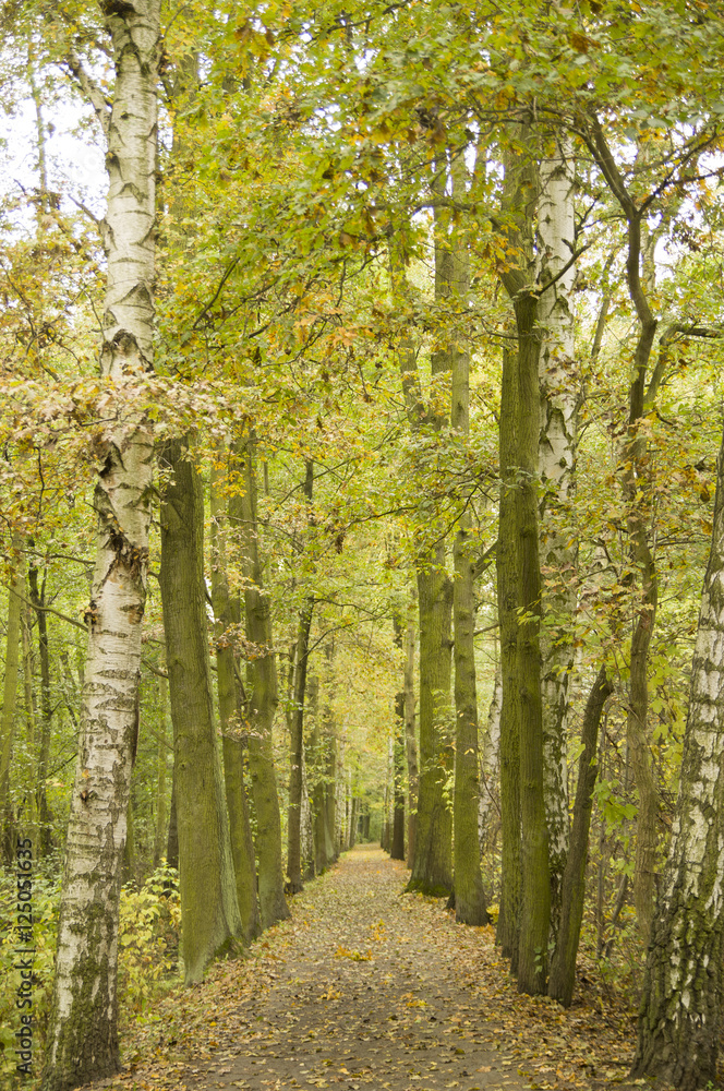 Fototapeta premium Waldweg im Herbst