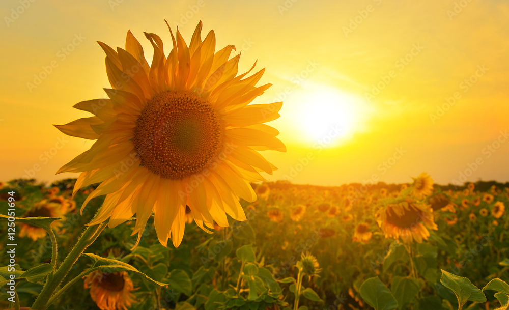 Naklejka premium Sunflowers