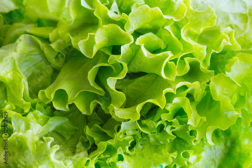 fresh green lettuce.