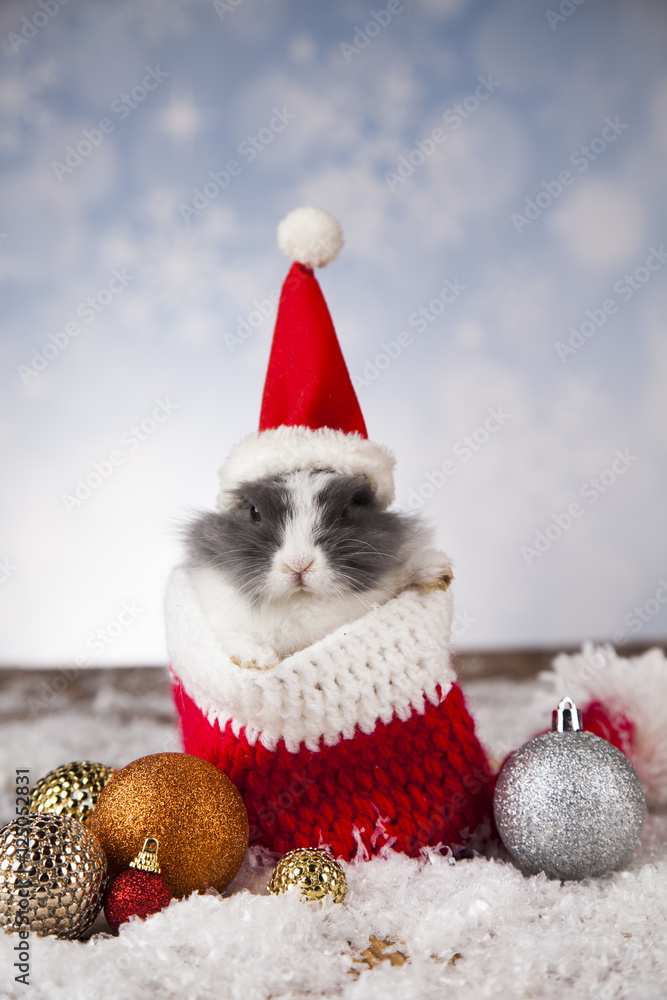 Fototapeta premium Holiday Christmas bunny in Santa hat on gift box background