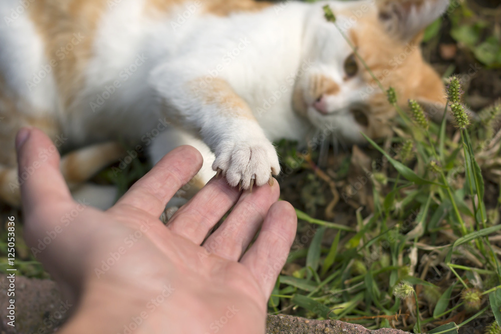 Kitty playing in deep grass with man's hand