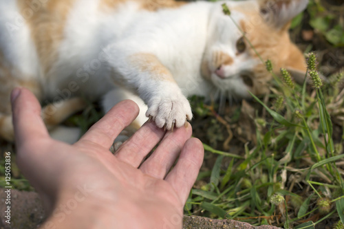 Kitty playing in deep grass with man's hand