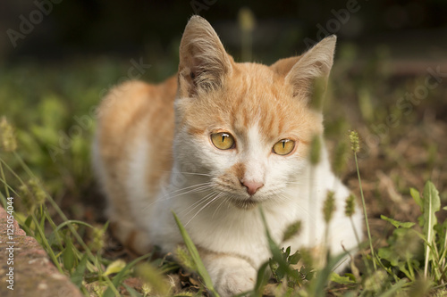 Kitty in deep green grass