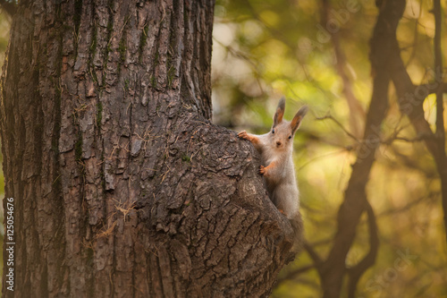 little curious squirell on a tree © Olga Itina