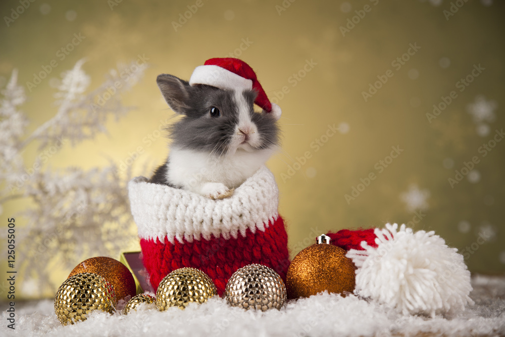 Naklejka premium Bunny with Rabbit, christmas red Santa hat on winter decoration