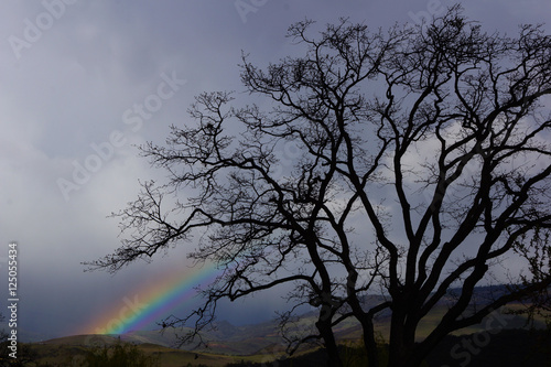 Beautiful leafless tree with rainbow behind it and dark skys © Brent