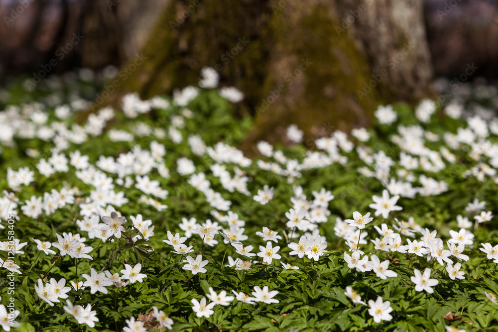 Obraz premium Anemone