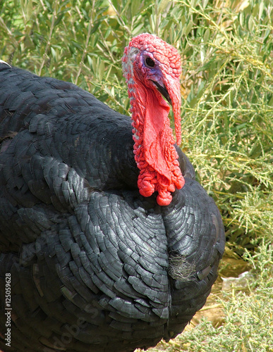 Portrait strutting turkey cock on green grass.