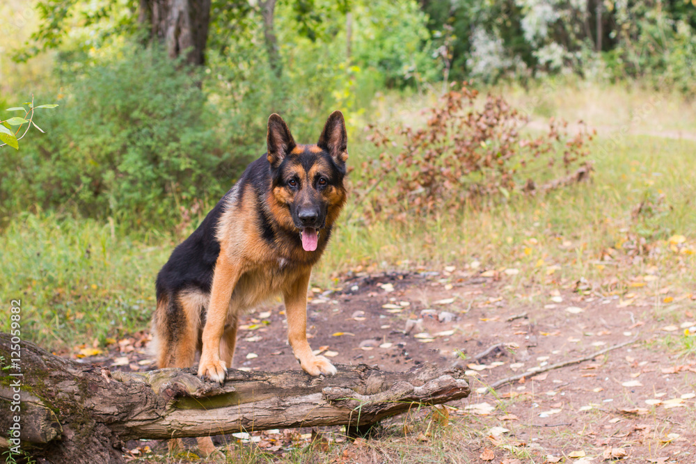 Dog german shepherd in the forest