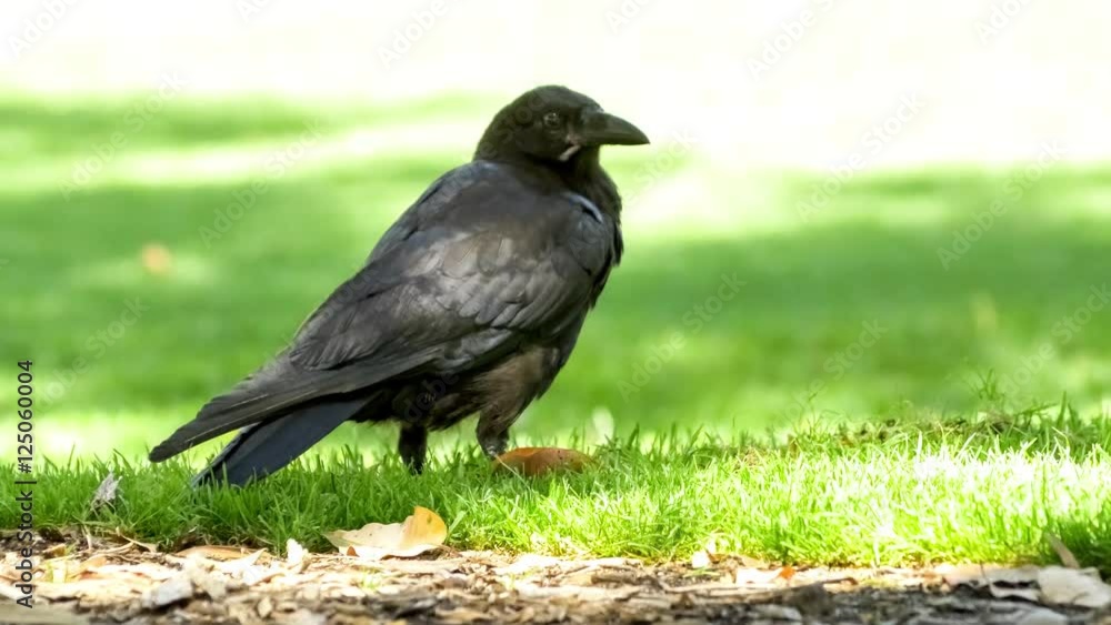 Close up of large wild Australian raven bird life pulling out grass with black beak to find food, 4K 30p Close up of large wild Australian raven bird life pulling out grass with black beak to find food, 4K 30p