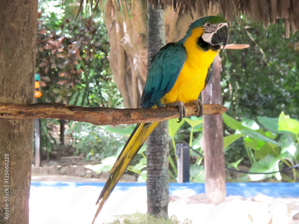 Obraz premium Blue-and-yellow Macaw