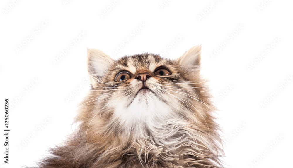 Fluffy kitten isolated on white background. Fluffy kitten isolated on white background.