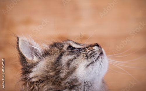 Fluffy kitten close up on wood background. 