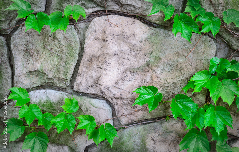 Naklejka premium Stone background with grape green leaves