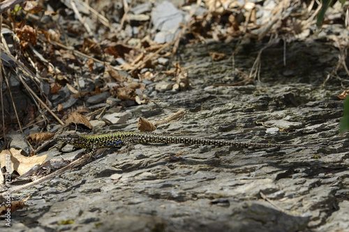 Mauereidechse (Podarcis muralis nigriventris) photo