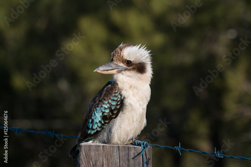 Australian Kookaburra, of the Kingfisher Family